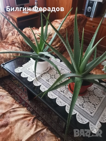 Алое вера , снимка 2 - Стайни растения - 52591106