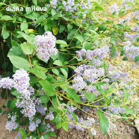 Калифорнийски люляк Хенри Дефозе,  Ceanothus 'Henry Defosee', снимка 4 - Градински цветя и растения - 46888623