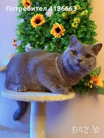 Късокосмест британец за разплод, снимка 2 - Британска късокосместа - 52215816