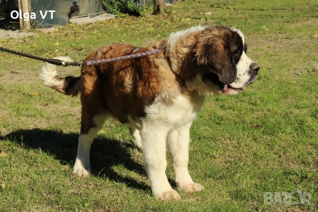 Санбернар женски, снимка 2 - Санбернари - 53029780