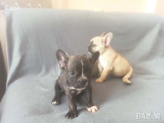 френски булдог , снимка 1