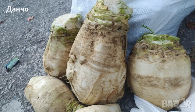 Продавам разсад-ягоди малини лозе алое Вера маруля стари сортовете семена картофи и де, снимка 5 - Разсади - 52299966