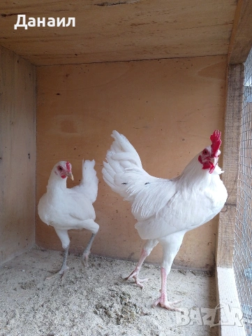 Новоанглийски бойци, снимка 3 - други­ - 54167350