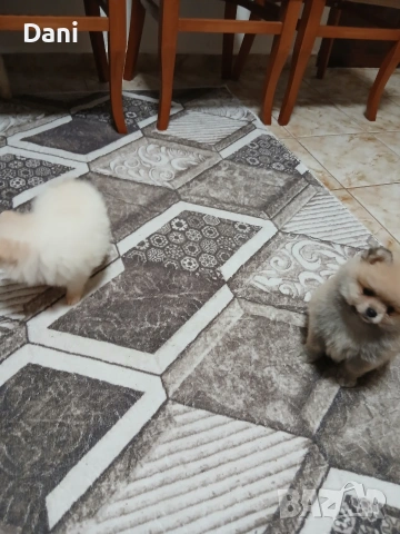 Mini Pomeran, снимка 13 - Померан - 53567326