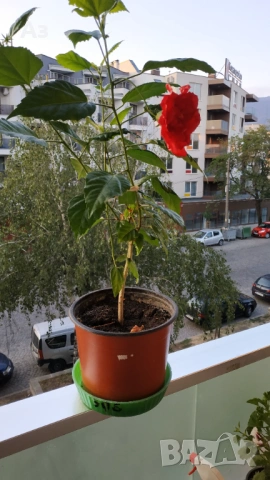 продавам цветя Китайска роза, червена, кичеста, снимка 7 - Стайни растения - 54239402