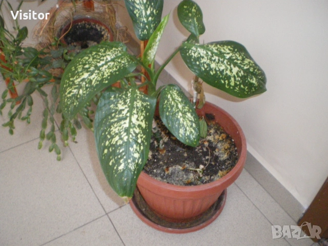 фотоапарат Pentax Optio V10, снимка 16 - Фотоапарати - 54282439