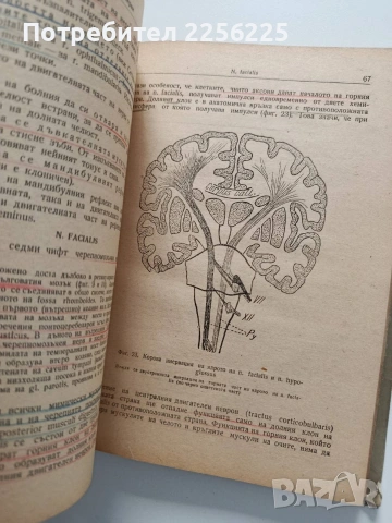Практическо ръководство по неврология, снимка 3 - Специализирана литература - 54041486