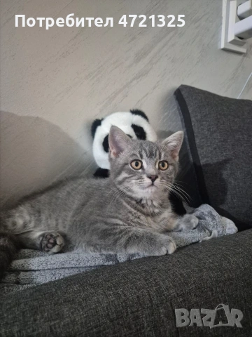 Британско таби. , снимка 2 - Британска късокосместа - 53250363