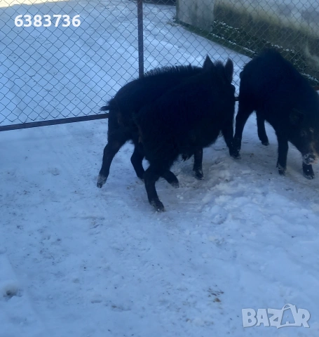 Продавам източна балканска порода, снимка 8 - Прасета - 53351748