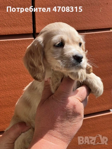 Кокер шпаньол момченце , снимка 5 - Кокер шпаньол - 54191988