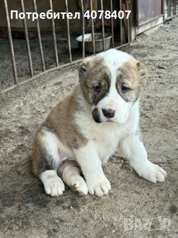 Алабайчета, снимка 3 - Алабай - 54168539