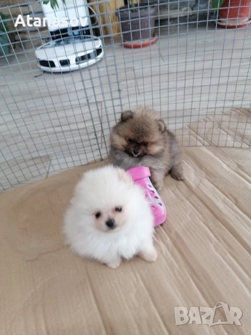 Померан Померанчета, снимка 3 - Померан - 52669553