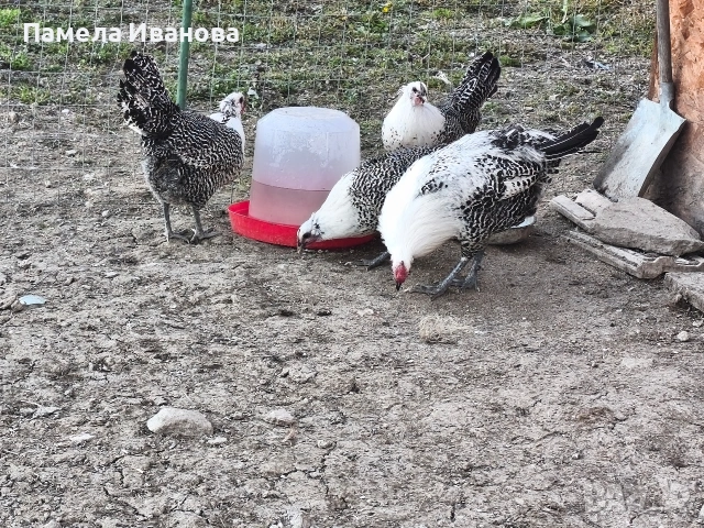 Вествалска кокошка , снимка 2 - Кокошки и пуйки - 54169440