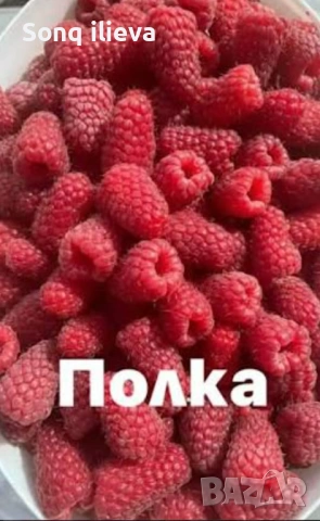 Продавам ягоди и малини, снимка 8 - Разсади - 54270403