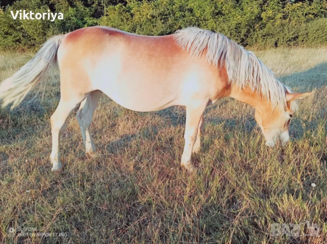 Селскостопански животни, кончета, снимка 3 - Коне - 50977814