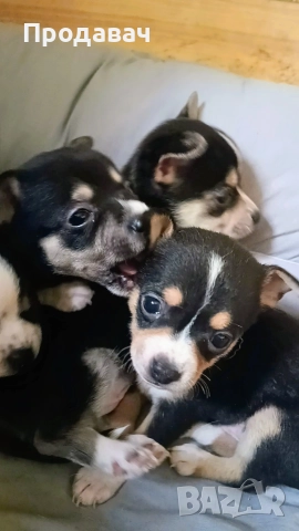 Чихуахуа , снимка 6 - Чихуахуа - 52887091