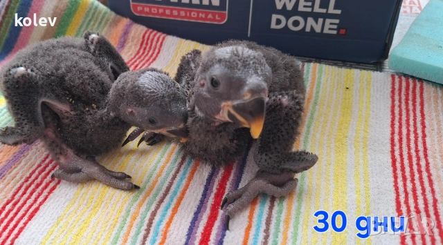 Папагали Еклектус бебета 