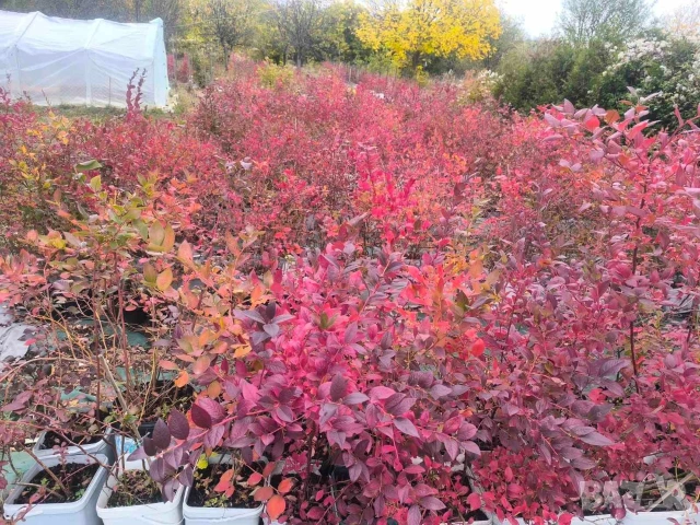 Американска синя боровинка , снимка 5 - Градински цветя и растения - 54063041