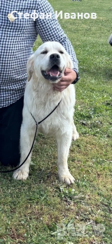 Голдън ретривър, снимка 10 - Голдън ретривър - 53307145