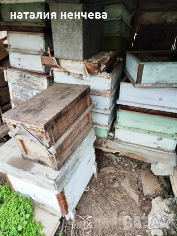 Продавам пчелно семейсво и инвентар , снимка 4 - За пчели - 53484644
