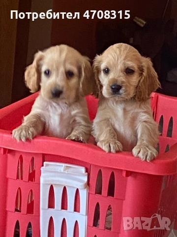 Кокер шпаньол момче  карамел ваксина, снимка 8 - Кокер шпаньол - 54275011