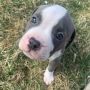 Прекрасни кученца американски питбул териер за осиновяване сега, снимка 1 - Питбул - 45887416