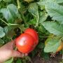 Розов домат 🍅🍅🍅, снимка 4