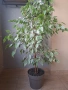 Фикус Бенджамин с височина 130см, снимка 4