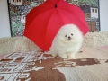 Бели мини Померани. Реални снимки от 04.04.26 г. , снимка 5