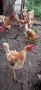 Продавам кокошки 15лв, снимка 1 - други­ - 46022137