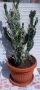 Продавам кактус , снимка 3