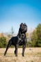 Cane Corso ELITE, снимка 3