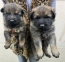 Сиви немски овчарки , снимка 7