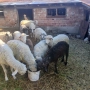  Продавам биволи и овце, снимка 2