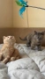 Британски котета , снимка 6