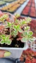 Седум Триколор, Sedum Spurium Tricolor, снимка 9