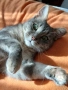 Подарявам котка, Синьо Таби, женска, кастрирана , снимка 1
