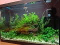Напълно оборудван и работещ аквариум , снимка 14