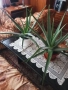 Алое вера , снимка 2