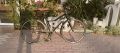 велосипед centurion, снимка 1 - Велосипеди - 45893314