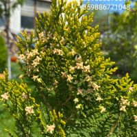 Източна туя „Златиста“ (Thuja orientalis Aurea Pyramidalis), снимка 4 - Градински цветя и растения - 45301987