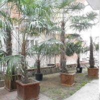 Студоустойчиви палми Трахикарпус в дървени саксии, снимка 8 - Градински цветя и растения - 45101748