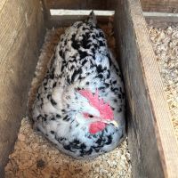 Оплодени яйца от Легхорн Ексчекър , снимка 5 - Кокошки и пуйки - 45775500
