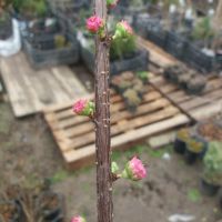 Японска Слива- Prunus triloba Студоустойчива, снимка 3 - Разсади - 45162690