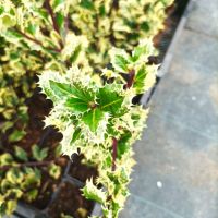 Илекс, Ilex aquifolium 'Ferox Argentea', студоустойчив, многогодишен, снимка 7 - Градински цветя и растения - 45570070