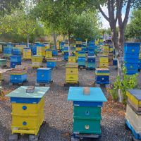 Пчелни семейства, снимка 2 - За пчели - 45445157