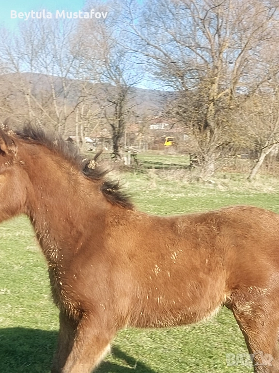 Продават се Кобила на 6г и конче 6-7 месеца , снимка 1