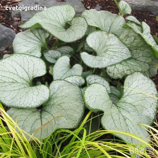 Brunnera Silver Heart(Брунера Сребърно сърце), снимка 1