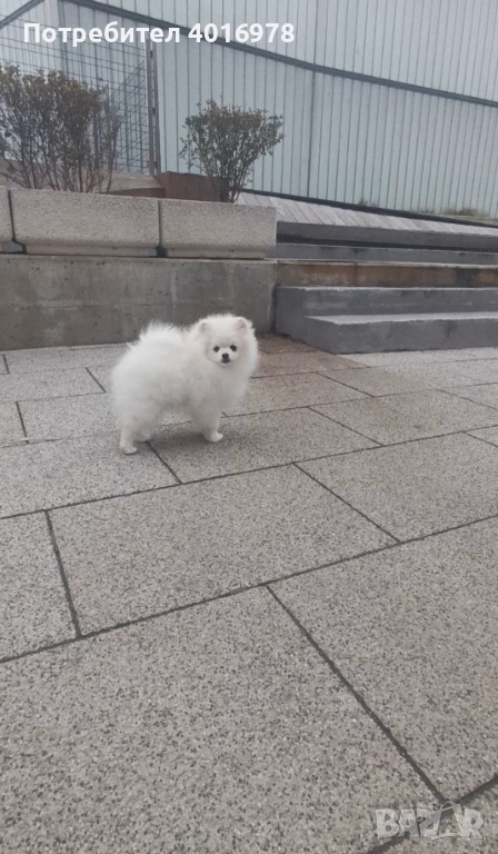 Померан Момче с Родословие FCI, снимка 1