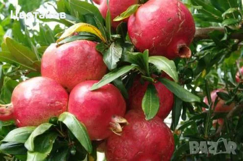 Нар сорт Уондерфул, снимка 1